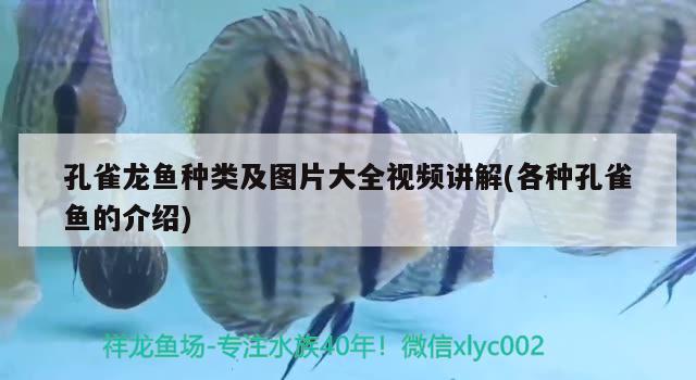 孔雀龍魚種類及圖片大全視頻講解(各種孔雀魚的介紹)