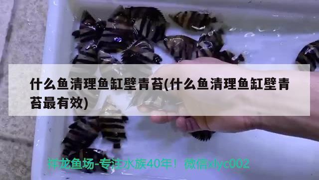 什么魚清理魚缸壁青苔(什么魚清理魚缸壁青苔最有效) 羅漢魚批發(fā)