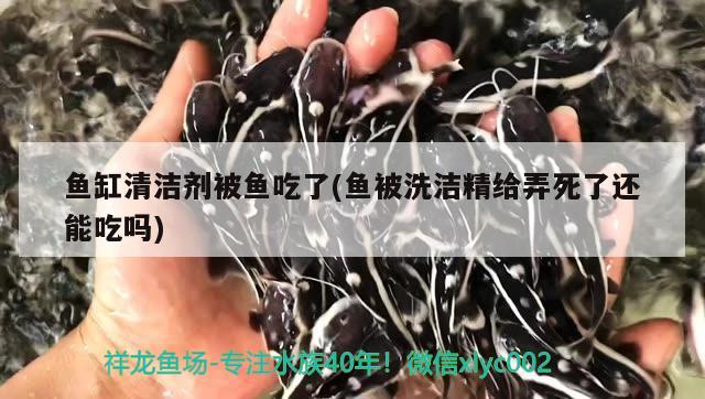 魚缸清潔劑被魚吃了(魚被洗潔精給弄死了還能吃嗎)