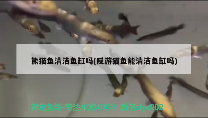 短身招財貓全身被咬傷還有救嗎？急急急 粗線銀版魚苗 第2張