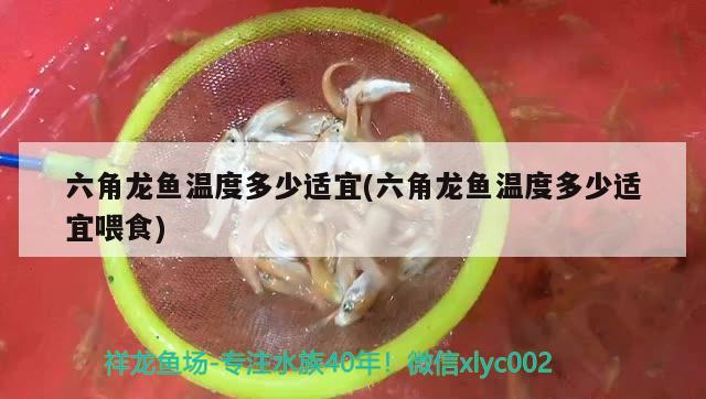 六角龍魚溫度多少適宜(六角龍魚溫度多少適宜喂食) 羅漢魚