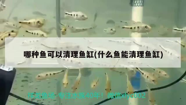 滁州魚缸里的孔雀魚缸里的洪水是什么水，孔雀魚怎么選（孔雀魚的選擇與使用） 魚缸水泵 第1張