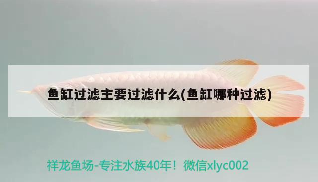 魚缸過濾主要過濾什么(魚缸哪種過濾) 國產元寶鳳凰魚