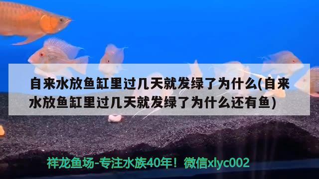 自來水放魚缸里過幾天就發(fā)綠了為什么(自來水放魚缸里過幾天就發(fā)綠了為什么還有魚) 黃金貓魚百科