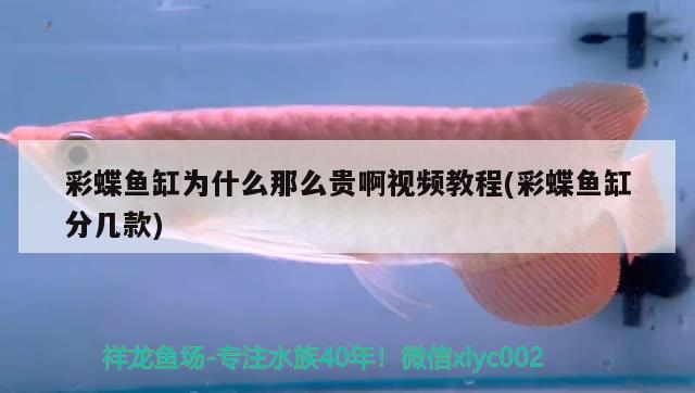 彩蝶魚缸為什么那么貴啊視頻教程(彩蝶魚缸分幾款)