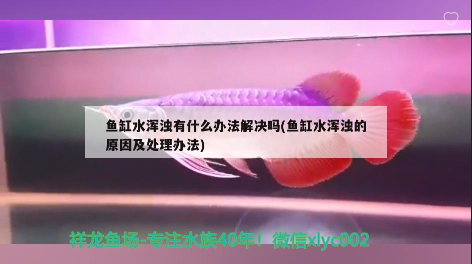 魚缸水渾濁有什么辦法解決嗎(魚缸水渾濁的原因及處理辦法)