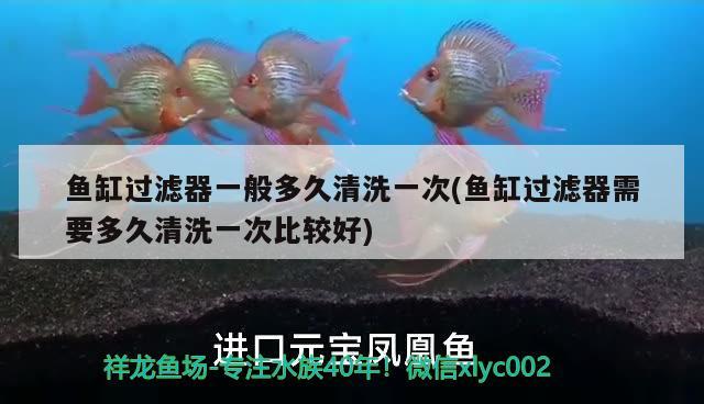 魚(yú)缸過(guò)濾器一般多久清洗一次(魚(yú)缸過(guò)濾器需要多久清洗一次比較好)