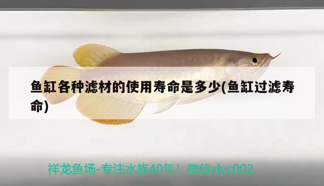 魚缸凸透鏡圖片（魚缸凸面好還是平面好） 非洲象鼻魚 第2張