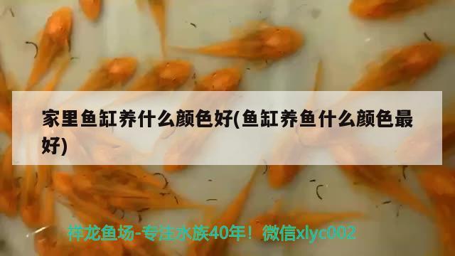 常溫觀賞魚種類有什么，怎樣養(yǎng)好七彩