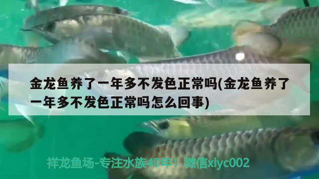 金龍魚(yú)養(yǎng)了一年多不發(fā)色正常嗎(金龍魚(yú)養(yǎng)了一年多不發(fā)色正常嗎怎么回事) 白子銀龍魚(yú)苗