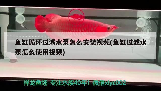 魚缸循環(huán)過濾水泵怎么安裝視頻(魚缸過濾水泵怎么使用視頻) 魚缸/水族箱