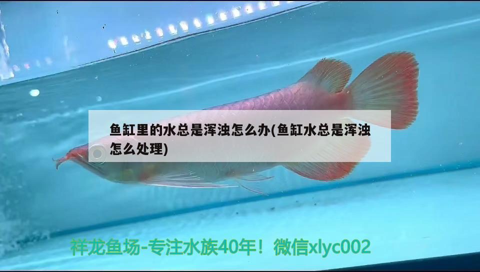 魚(yú)缸里的水總是渾濁怎么辦(魚(yú)缸水總是渾濁怎么處理)