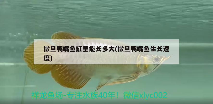 撒旦鴨嘴魚缸里能長多大(撒旦鴨嘴魚生長速度)