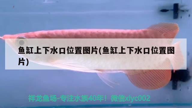 長(zhǎng)沙觀賞魚水族館哪家好一點(diǎn)（長(zhǎng)沙 觀賞魚） 養(yǎng)魚知識(shí) 第3張