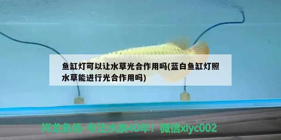 武漢魚(yú)缸回收公司地址在哪里：武漢專業(yè)做魚(yú)缸電話