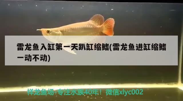 山南水族館:鐮刀萬吉 紅頭利魚 第2張