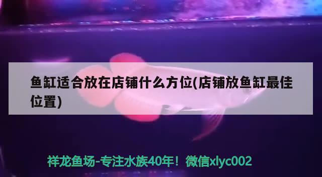 魚缸適合放在店鋪什么方位(店鋪放魚缸最佳位置) 朱巴利魚苗