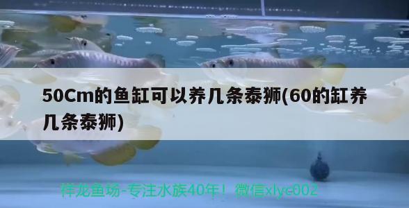 50Cm的魚缸可以養(yǎng)幾條泰獅(60的缸養(yǎng)幾條泰獅) 虎魚百科