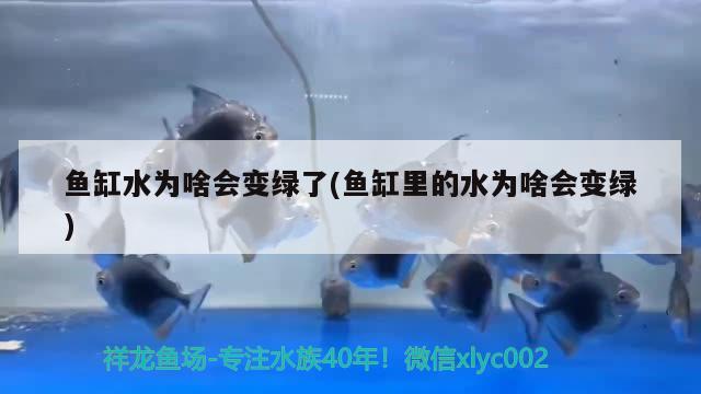 8米魚缸的尺寸大小及選購(gòu)指南魚缸尺寸大小及選購(gòu)指南，1.8米魚缸尺寸大小及選購(gòu)指南魚缸尺寸大小及選購(gòu)指南