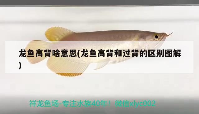 龍魚高背啥意思(龍魚高背和過背的區(qū)別圖解)