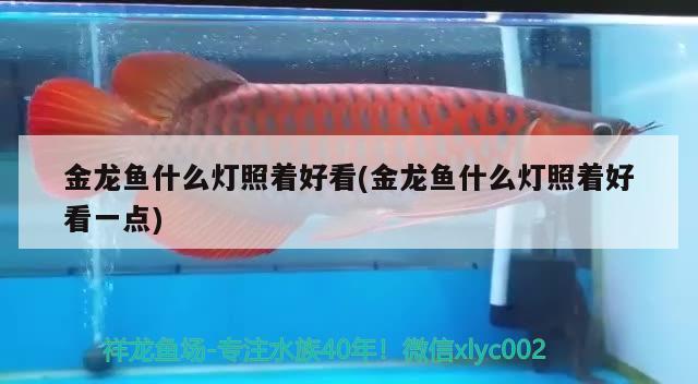 銀虎簡介與飼養(yǎng) 月光鴨嘴魚苗 第3張