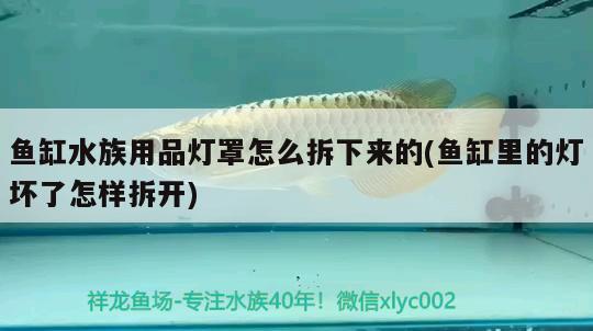 魚缸水族用品燈罩怎么拆下來的(魚缸里的燈壞了怎樣拆開)