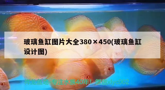 玻璃魚缸圖片大全380×450(玻璃魚缸設(shè)計圖)