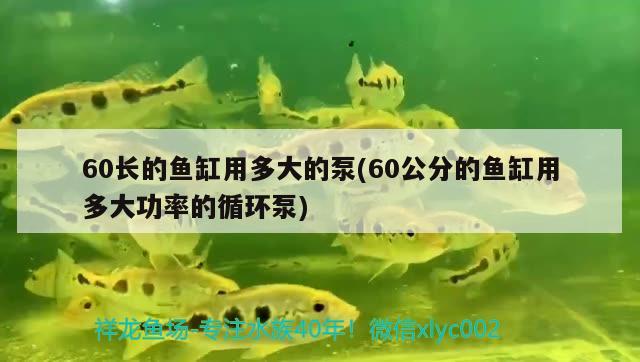 60長的魚缸用多大的泵(60公分的魚缸用多大功率的循環(huán)泵) 祥禾Super Red紅龍魚