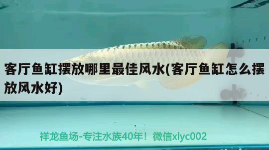 客廳魚(yú)缸擺放哪里最佳風(fēng)水(客廳魚(yú)缸怎么擺放風(fēng)水好)