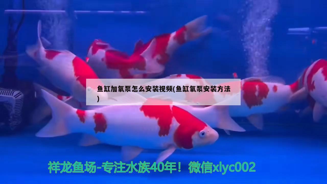 魚缸加氧泵怎么安裝視頻(魚缸氧泵安裝方法)