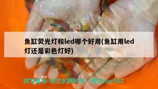 魚缸熒光燈和led哪個好用(魚缸用led燈還是彩色燈好) 過濾設(shè)備