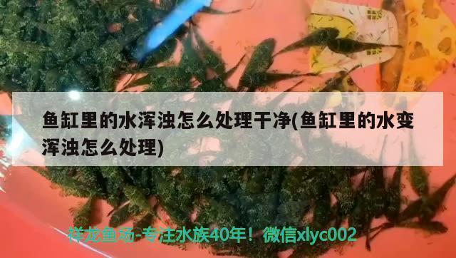 魚缸里的水渾濁怎么處理干凈(魚缸里的水變渾濁怎么處理) 祥龍水族濾材/器材 第2張