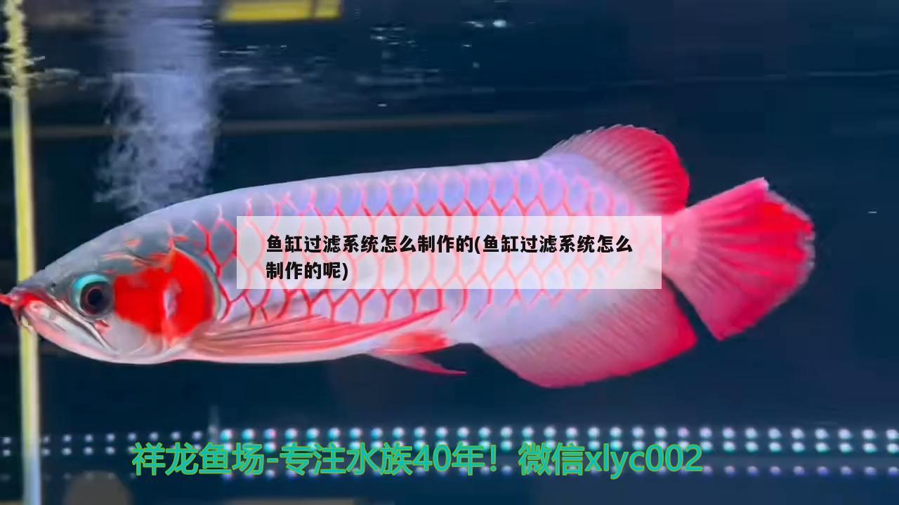 魚缸過濾系統(tǒng)怎么制作的(魚缸過濾系統(tǒng)怎么制作的呢) 和尚魚