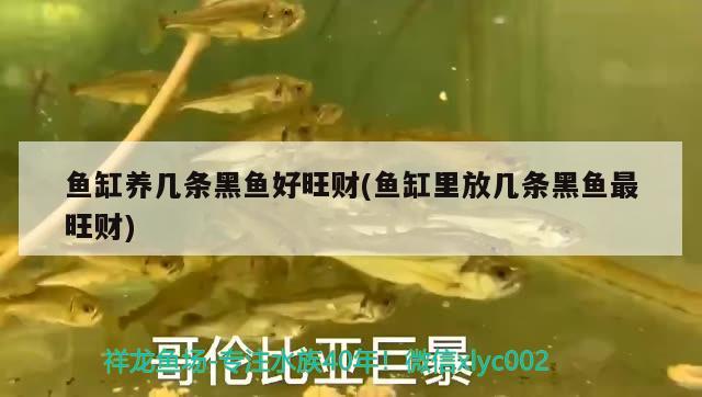 魚(yú)缸養(yǎng)幾條黑魚(yú)好旺財(cái)(魚(yú)缸里放幾條黑魚(yú)最旺財(cái)) 孵化器