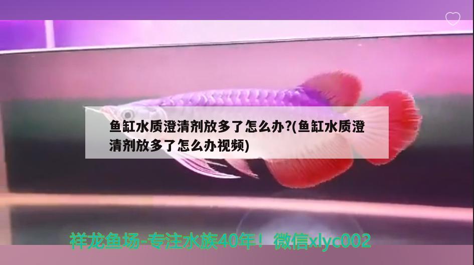 魚缸水質(zhì)澄清劑放多了怎么辦?(魚缸水質(zhì)澄清劑放多了怎么辦視頻) 大白鯊魚