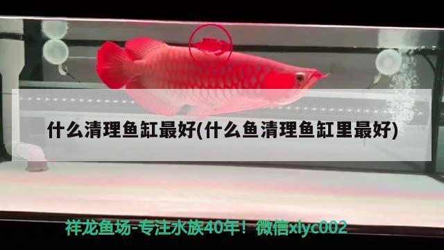 什么清理魚缸最好(什么魚清理魚缸里最好) 申古銀版魚