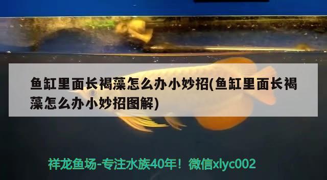 梧州龍魚漆業(yè)有限公司新聞報道（龍魚漆業(yè)公司的產(chǎn)品怎么樣）