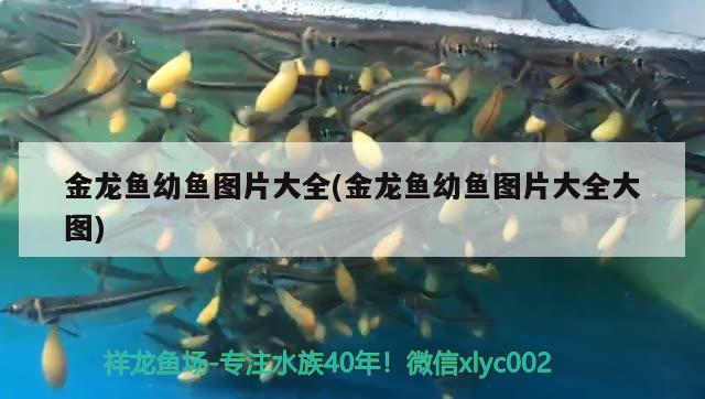 金龍魚幼魚圖片大全(金龍魚幼魚圖片大全大圖)