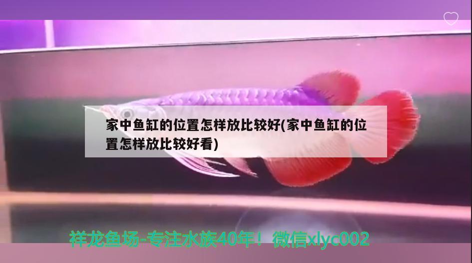 家中魚缸的位置怎樣放比較好(家中魚缸的位置怎樣放比較好看) 非洲金鼓魚 第2張