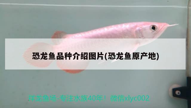 恐龍魚(yú)品種介紹圖片(恐龍魚(yú)原產(chǎn)地) 魟魚(yú)百科 第2張