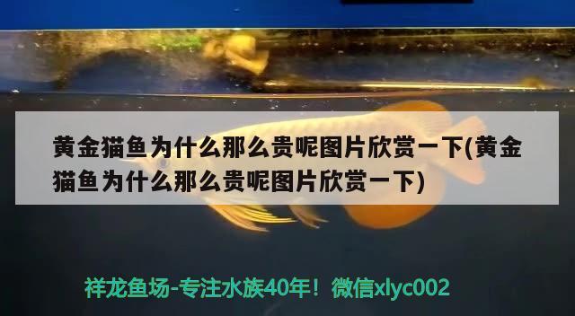 黃金貓魚為什么那么貴呢圖片欣賞一下(黃金貓魚為什么那么貴呢圖片欣賞一下) 黃金貓魚百科