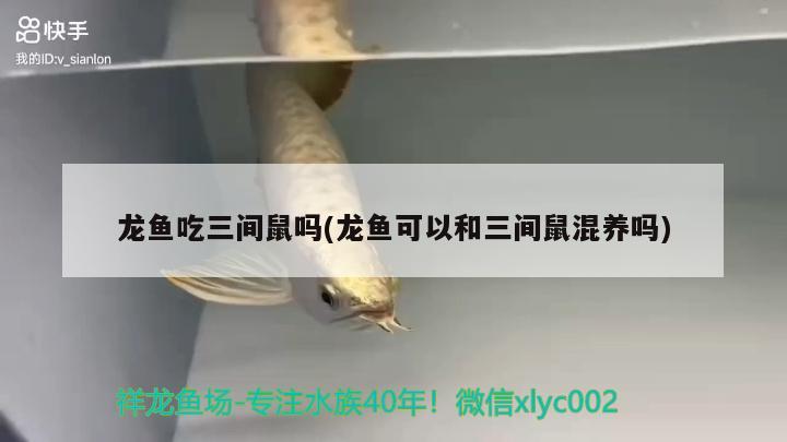 龍魚吃三間鼠嗎(龍魚可以和三間鼠混養(yǎng)嗎) 撒旦鴨嘴魚