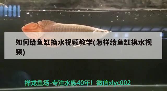 如何給魚(yú)缸換水視頻教學(xué)(怎樣給魚(yú)缸換水視頻) 大正錦鯉魚(yú)