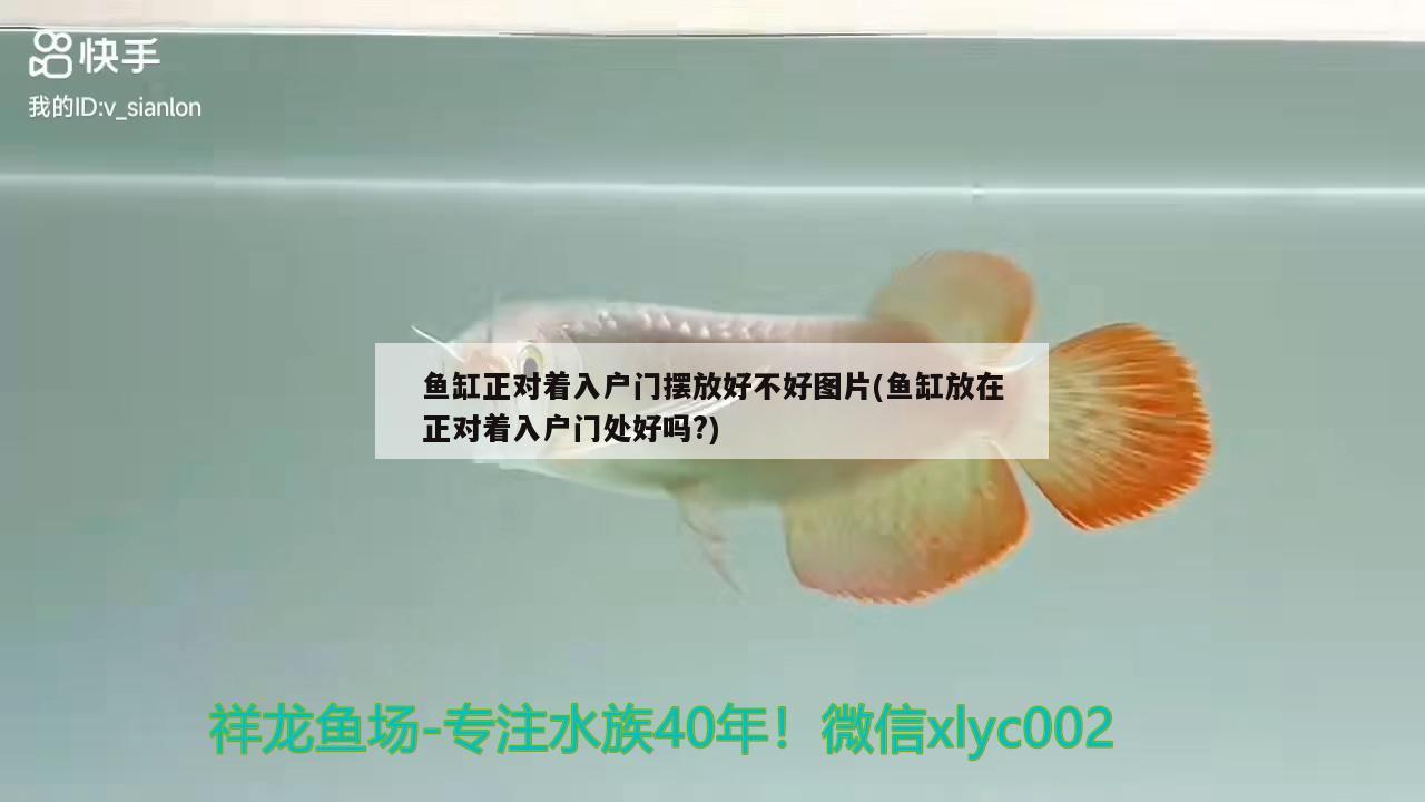 魚缸正對著入戶門擺放好不好圖片(魚缸放在正對著入戶門處好嗎?) 鐵甲武士