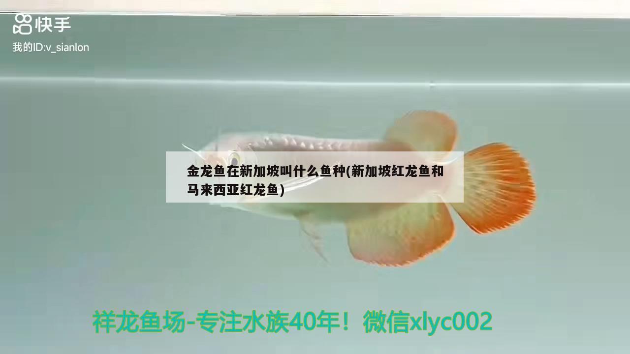 金龍魚在新加坡叫什么魚種(新加坡紅龍魚和馬來(lái)西亞紅龍魚) 充氧泵