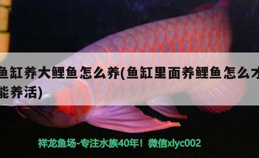 龍魚二個月不吃食怎么辦呢吃什么藥(龍魚一個多月不吃東西了該怎么辦) 祥龍龍魚魚糧