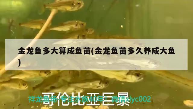 金龍魚多大算成魚苗(金龍魚苗多久養(yǎng)成大魚) 錦鯉池魚池建設(shè)