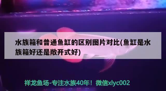 紅龍魚(yú)有幾種底色的魚(yú)(紅龍魚(yú)的底色怎么挑選)