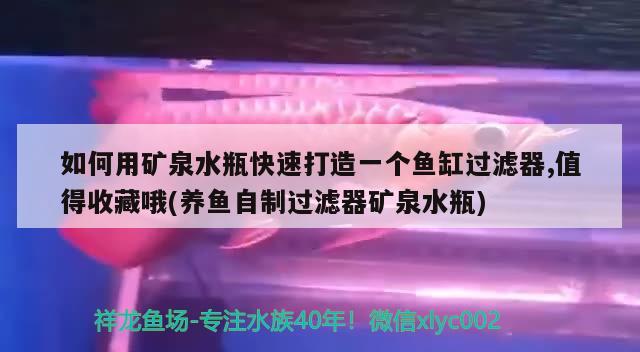 如何用礦泉水瓶快速打造一個魚缸過濾器,值得收藏哦(養(yǎng)魚自制過濾器礦泉水瓶) 龍魚批發(fā)