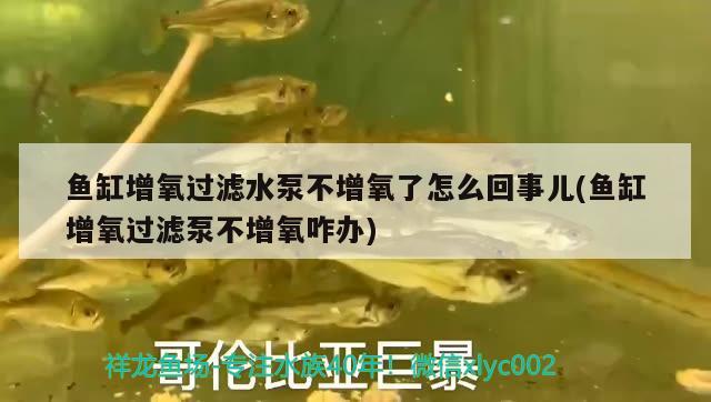 魚缸增氧過濾水泵不增氧了怎么回事兒(魚缸增氧過濾泵不增氧咋辦) 噴點(diǎn)菠蘿魚